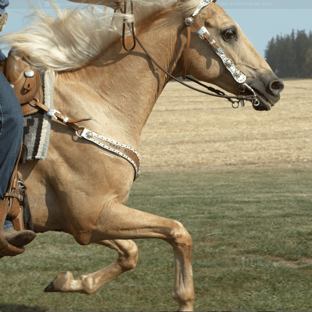 Ironwood Springs Miracles Happen 2025 Fundraising Event Image3 Limb Lab